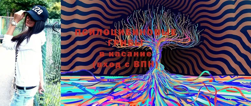 хочу   Искитим  Галлюциногенные грибы Psilocybine cubensis 